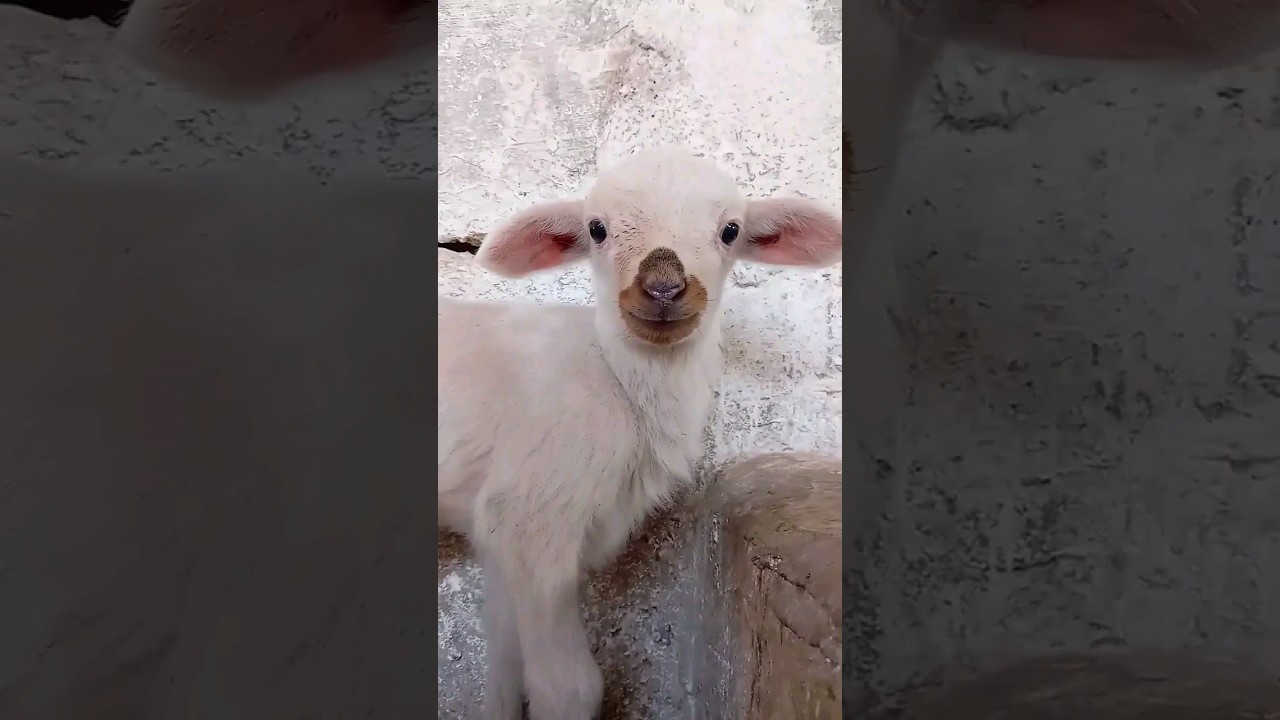 خروف صغير ينادي أمه بصوت جميل 🐑