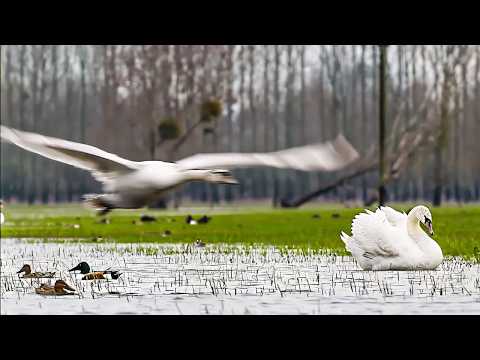 Loire Sauvage | Quand le fleuve n’a rien de tranquille… surtout pour les animaux