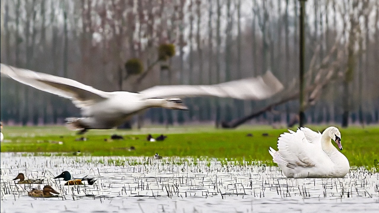 Loire Sauvage | Le fleuve imprévisible et ses effets sur la faune