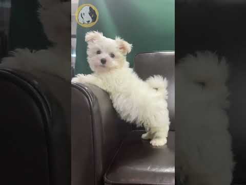 Learn About The Maltese Puppy!
