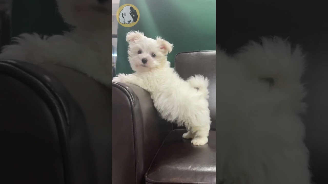 Discover the Charm of Maltese Puppies 🐾