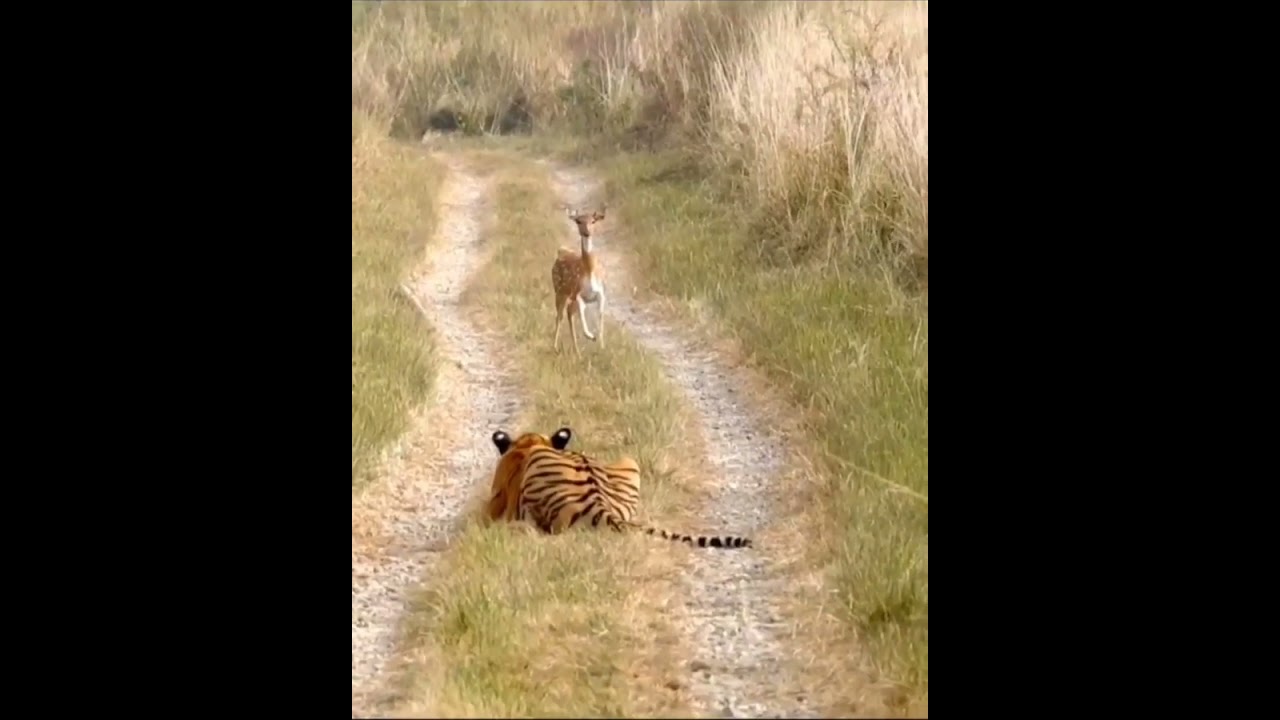 Wild Encounter: Tiger Attacks Deer Cubs in Ranthambore 🐅