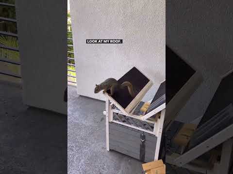 Name this movie! Richard… imma make it right just calm down! 🐿 #namethatmovie #mikeepps