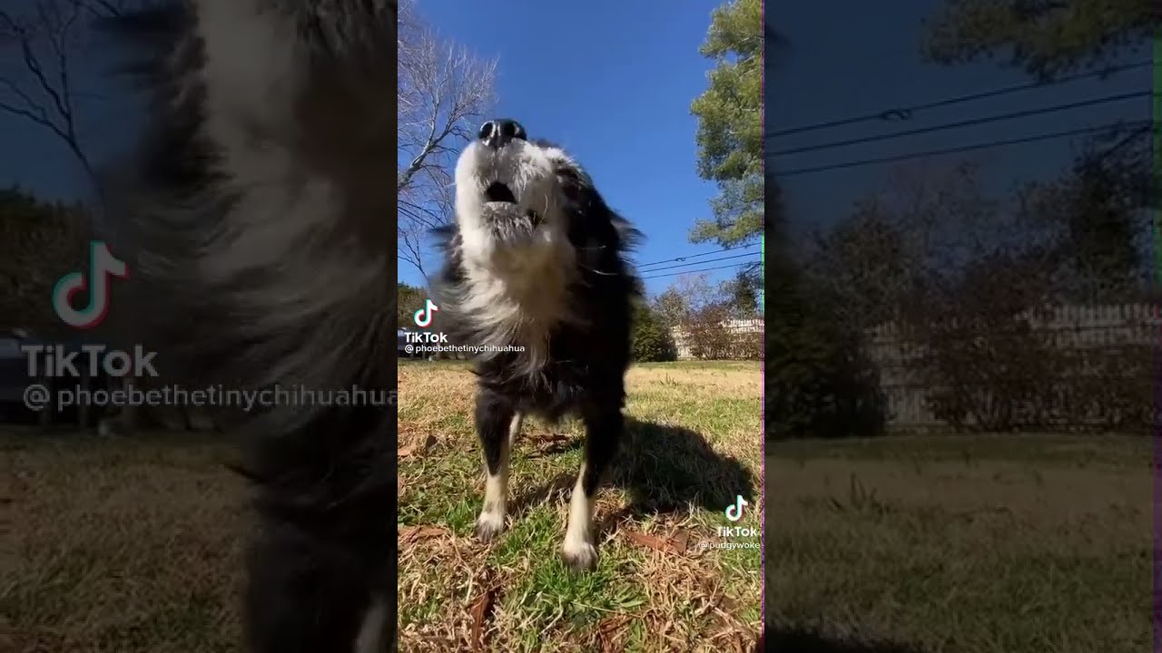 ✨ Awa Awa TikTok Trend