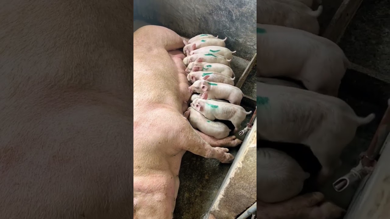 Cute Baby Pigs Don't Compete 🐷