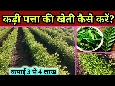 कड़ी पत्ता/ करी पत्ता की खेती कैसे करें । Kadhipatta /Curry patta Farming