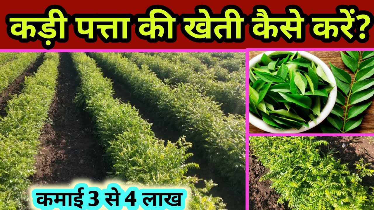कड़ी पत्ता (करी पत्ता) की खेती कैसे करें – आसान और सफल खेती का तरीका 🌿