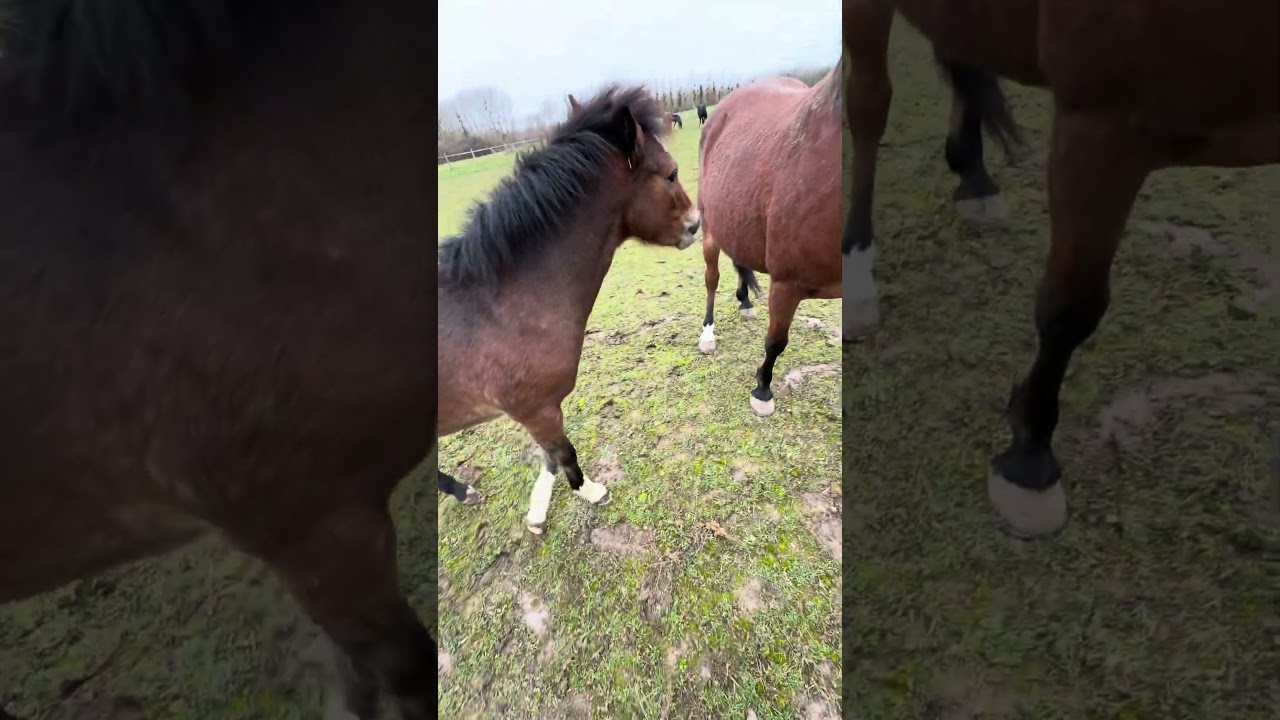 Popcorn Mange du Carton 🫣🤣