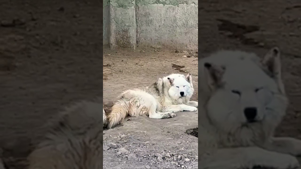 Hailey Bieber, Justin & Selena: Beauty & Attitude 🌸
