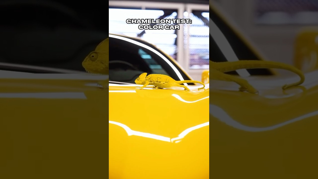 How Fast Can a Chameleon Change Color? 🦎