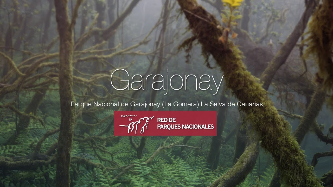 Parque Nacional de Garajonay en La Gomera 🌿