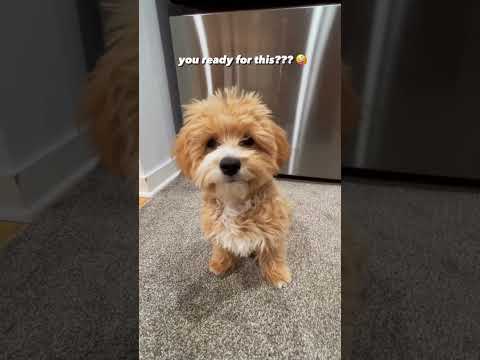 so you want a maltipoo?