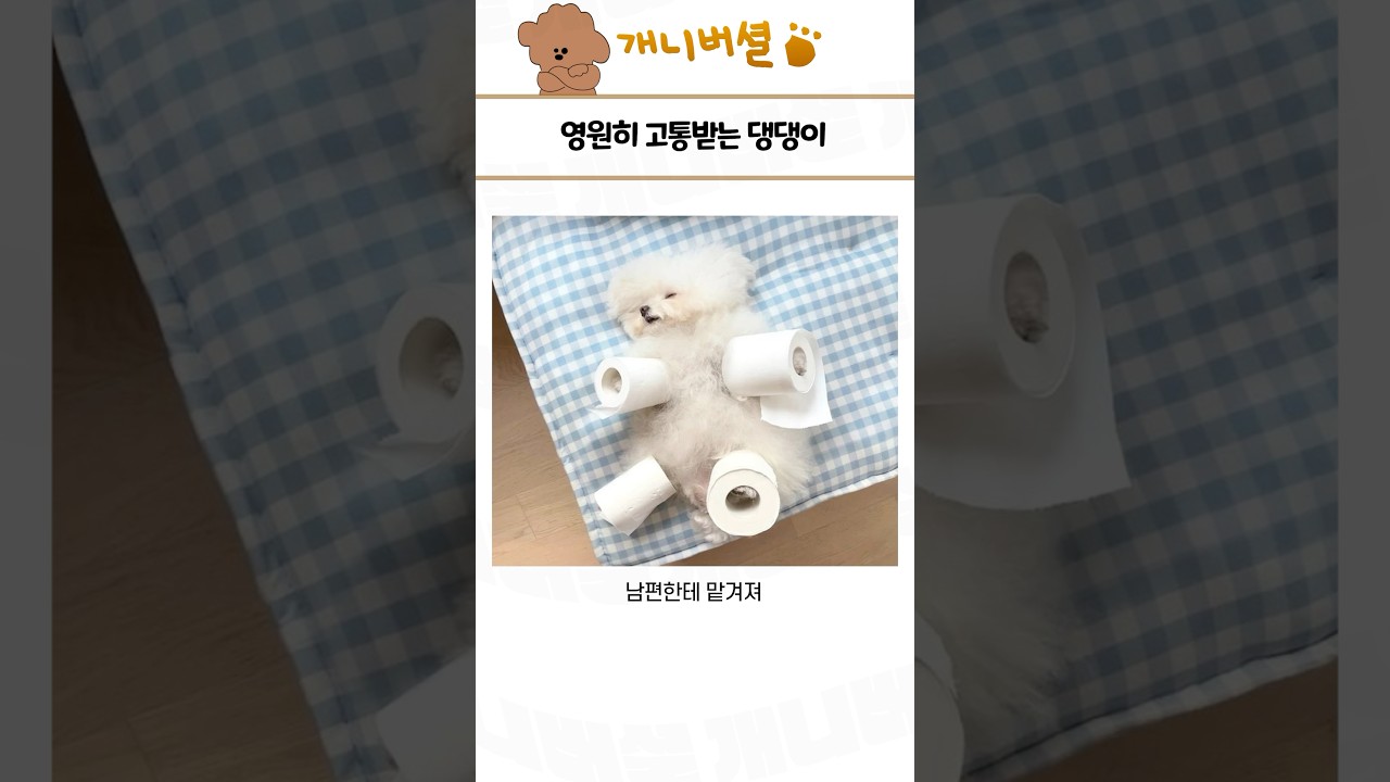 심쿵사 가능한 귀여운 동물 모음 308탄