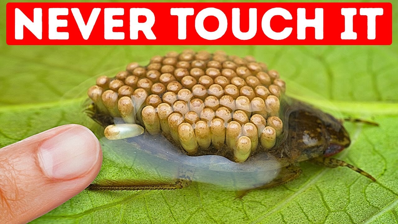 15+ Bizarre Animal Facts That Will Shock You 🐾