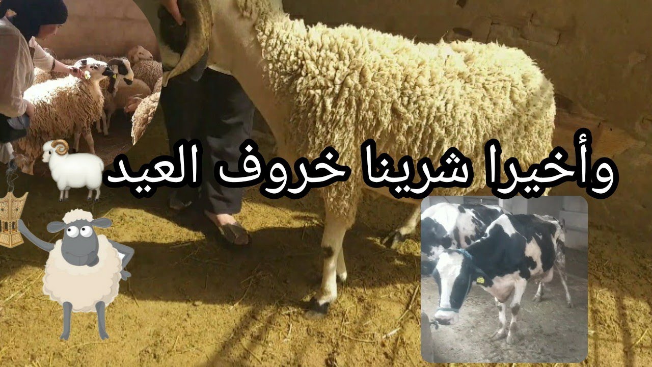أسعار خروف العيد 2022: تعرف على سعر الحولي في تاوريرت وبني كلال 🐑