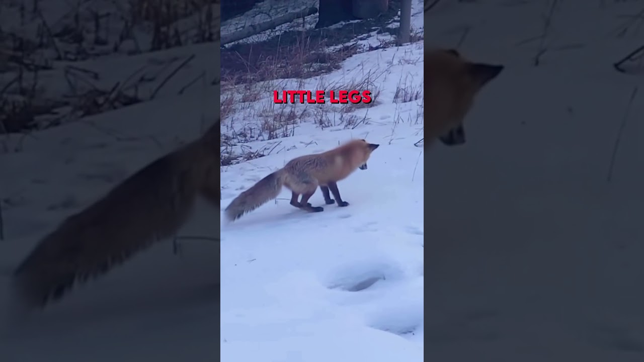 Fox Dives into Snow ❄️
