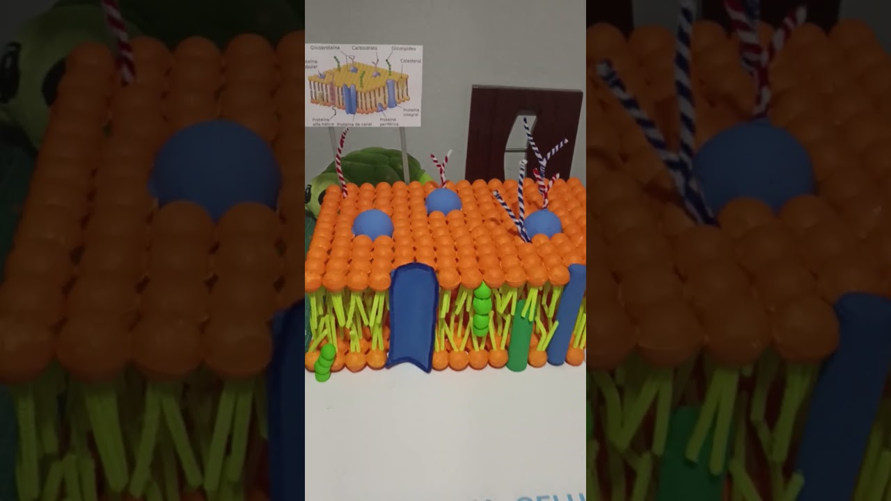 Membrana Celular: Maqueta Educativa