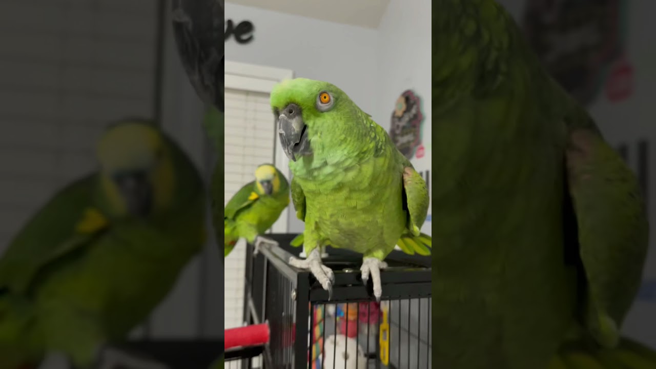 Loro desesperado por ver a su dueño 🦜