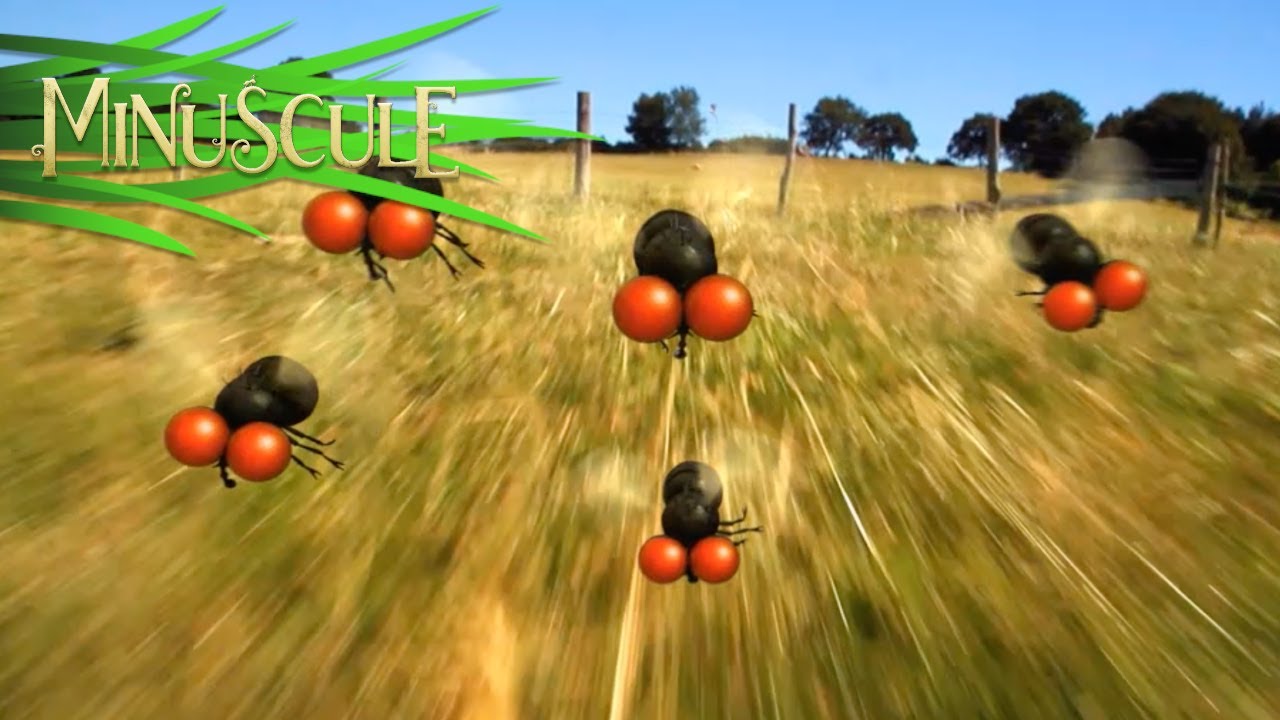 Minuscule: Fly Hunt Season 2 🐞