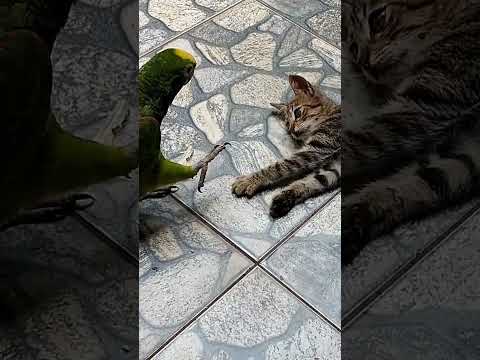 Amizade Animal #bichinhosdeestimacao#