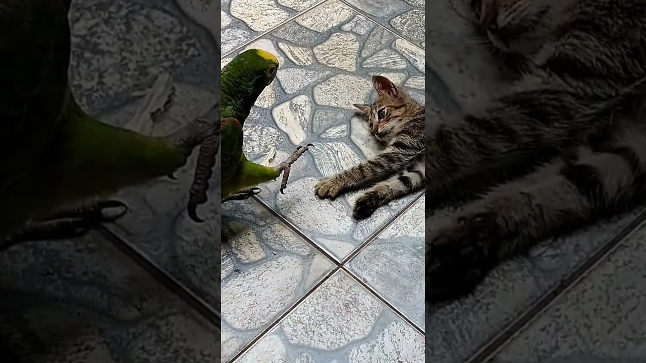 Descubra a Magia da Amizade com Seus Bichinhos de Estimação 🐾