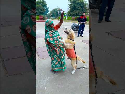 क्या-क्या छिन के भाग जाता है मेरा प्यारा डॉगी😱 #funnydogs #shorts