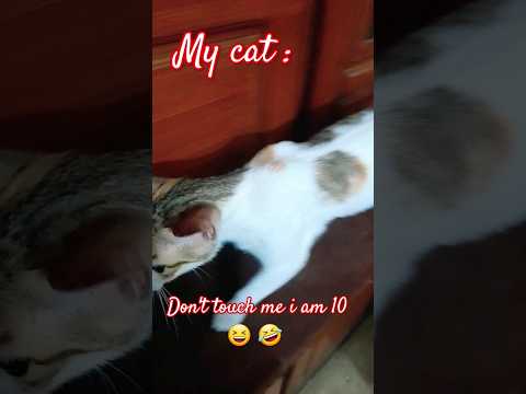 relatable #habibivelocityedit #music #habibi #velocityedits #quitezy#cat #catie #catlover #cute