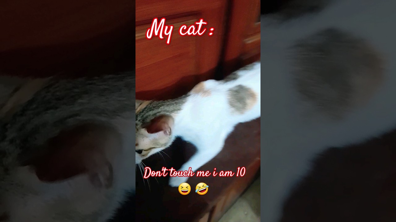 Adorable Habibi Velocity Edit 🐱 | Relatable Music & Cute Cat Moments