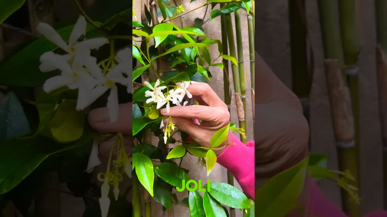 Comment bouturer le jasmin pour un jardin fleuri 🌿