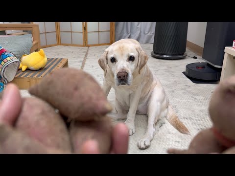 리트리버와 함께하는 전원생활 EP.01 🐶 울타리 페인트칠과 나무 대문 보수하기