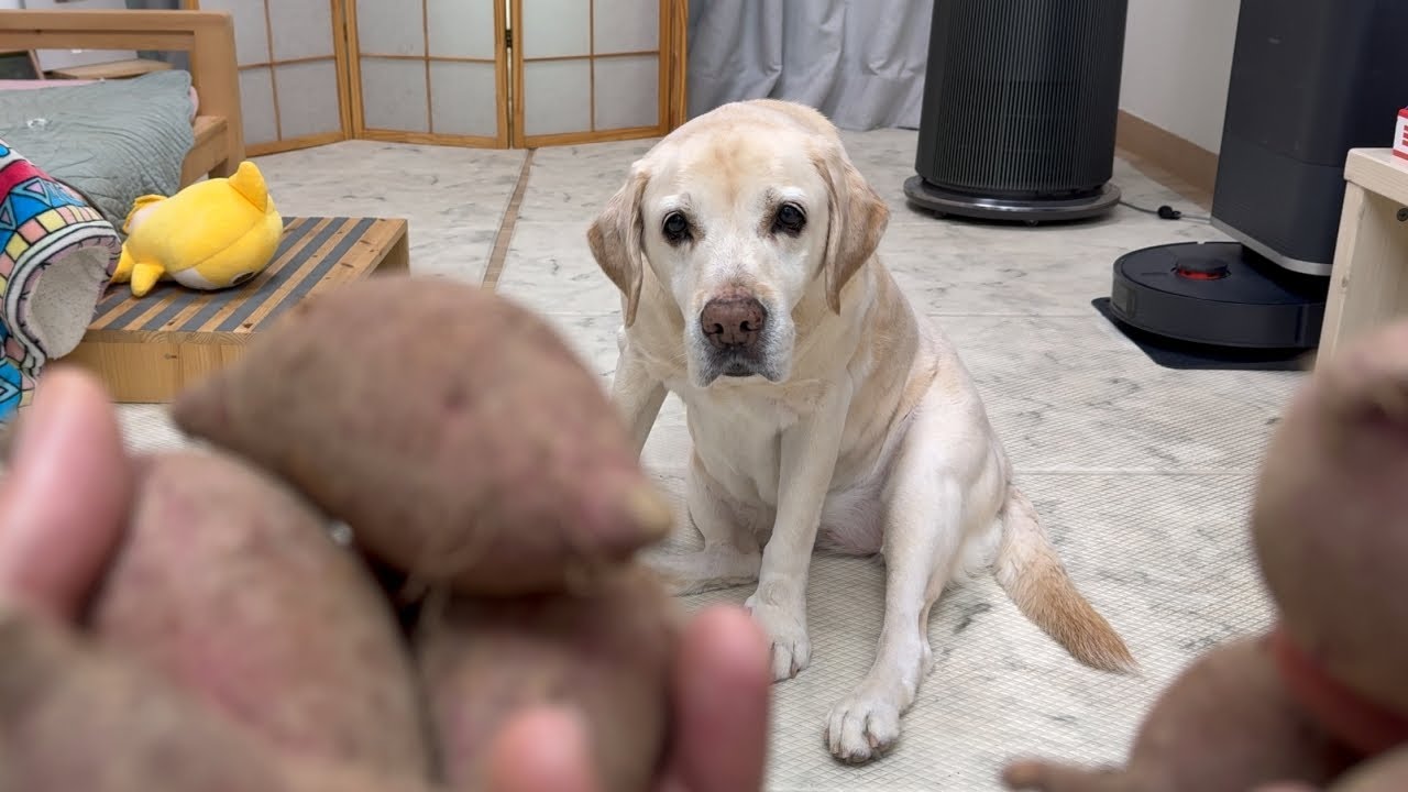 리트리버와 함께하는 전원생활 EP.01 🐶 울타리 페인트칠과 나무 대문 보수하기