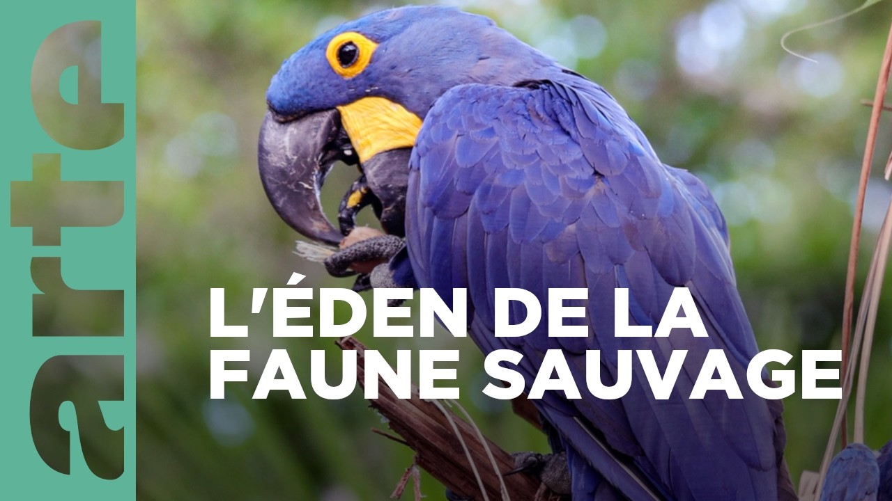 Pantanal, l'autre Brésil sauvage | Merveilles de la nature | ARTE Family