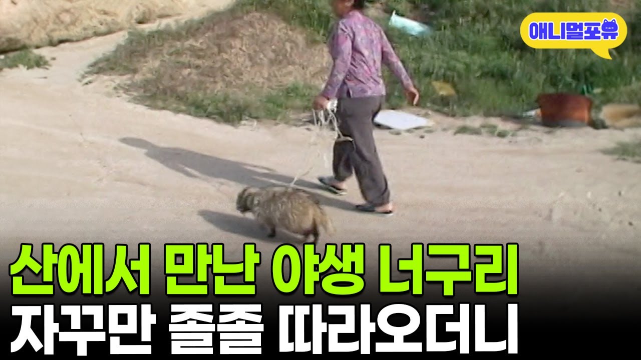 야생 너구리 만난 할머니, 키울까 고민? 🦝