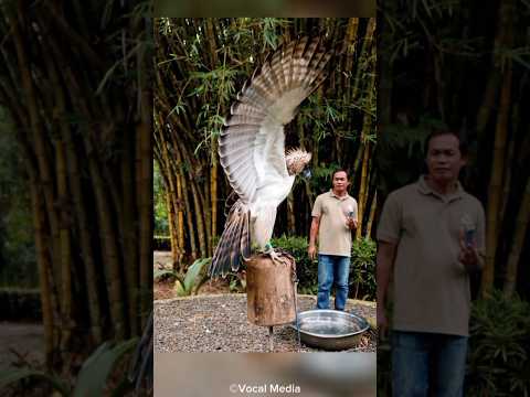 The largest Eagle | Monkey eating eagle