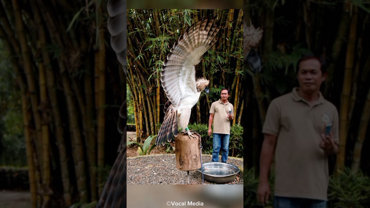 The World's Largest Eagle vs. Monkey: An Epic Encounter 🦅