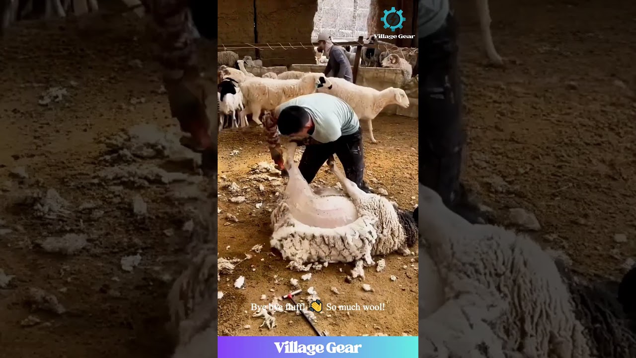 Sheep Spa Day! 🐑 Satisfying Shearing Experience