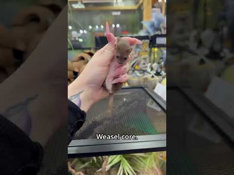 Weasel core. 🐹🦡