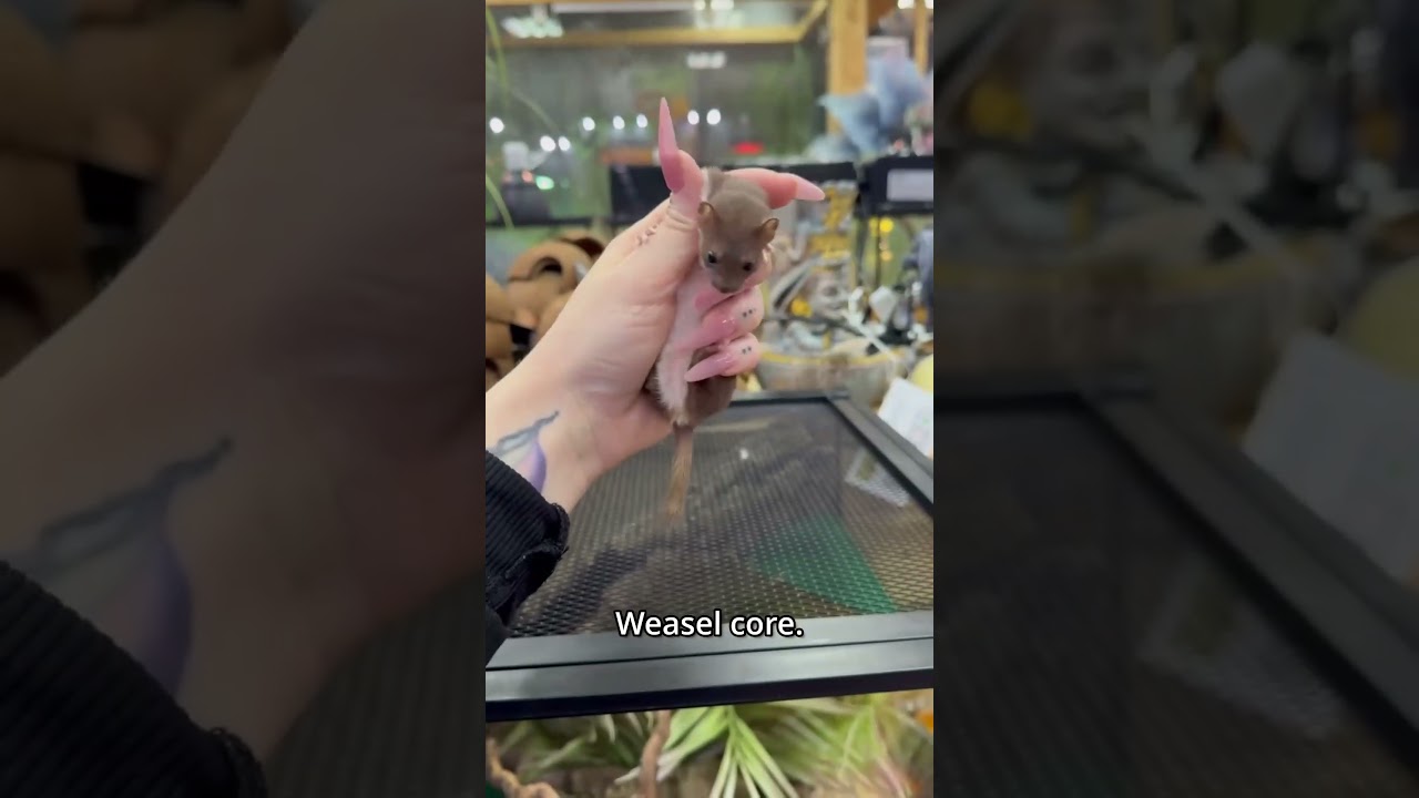 Adorable Weasel Core Compilation 🐹 - Cutest Animal Moments!