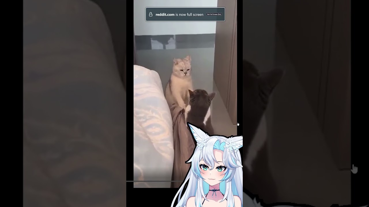 Cat Fight! 😂 #smugalana #vtuber #anime