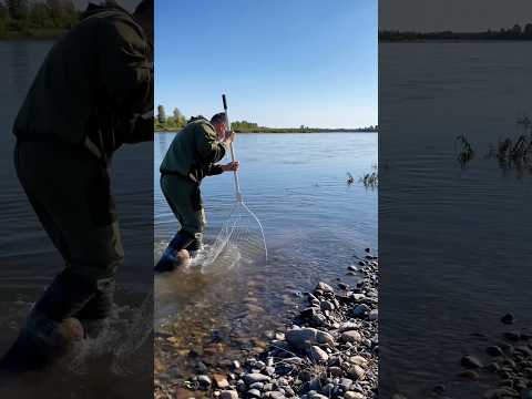 Огромная Щука сама заходит в подсак