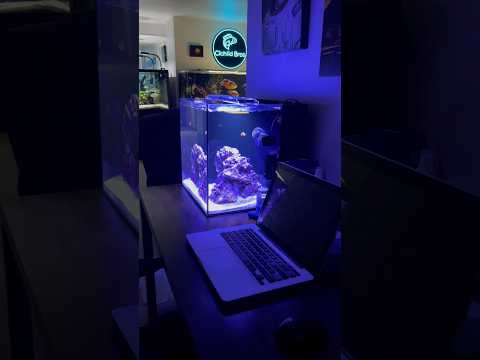 The New Clownfish in My Desktop Aquarium