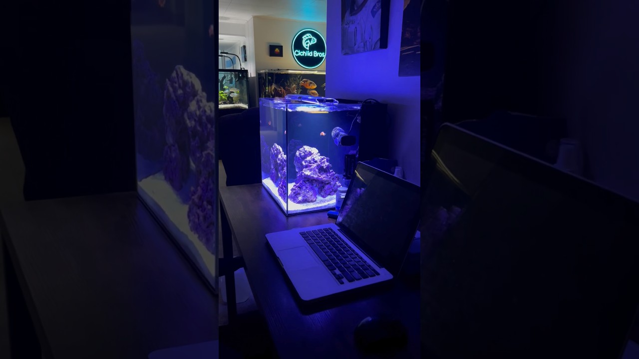 Watch the New Clownfish Make a Splash in My Desktop Nano Reef Aquarium 🐠