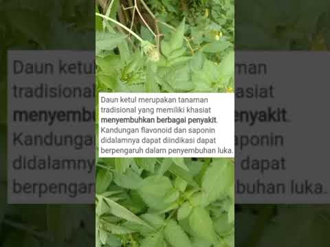 Jual daun ketul  , tanaman daun ketul ( manfaat daun ketul )