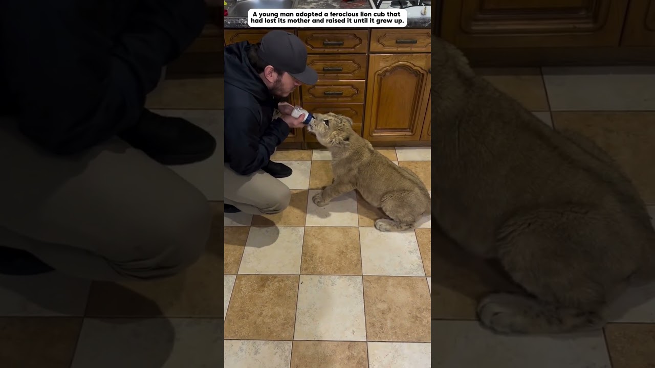 Rescued Lion Finds New Family π¦