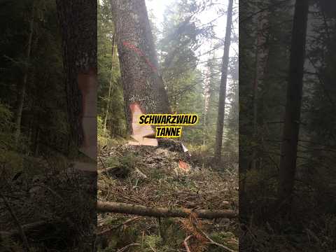 Schwarzwald Tanne #forstwirtschaft #wood #waldarbeit #stihl #wald #schwarzwald #forsttechnik