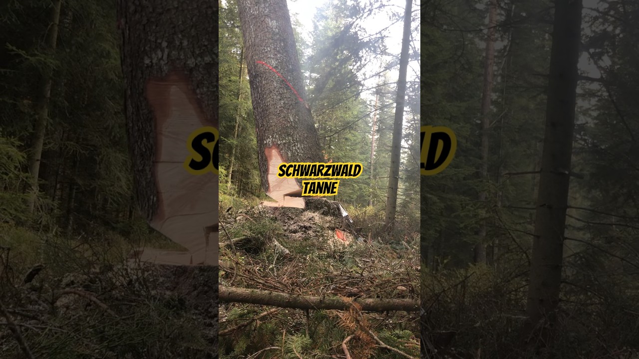 Entdecken Sie die Schwarzwald Tanne: Perfekt für die Forstwirtschaft 🌲