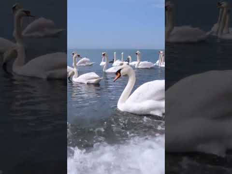 Лечебная музыка для сердца и сосудов! До слез красивая мелодия! спокаивающая музыка для нервов