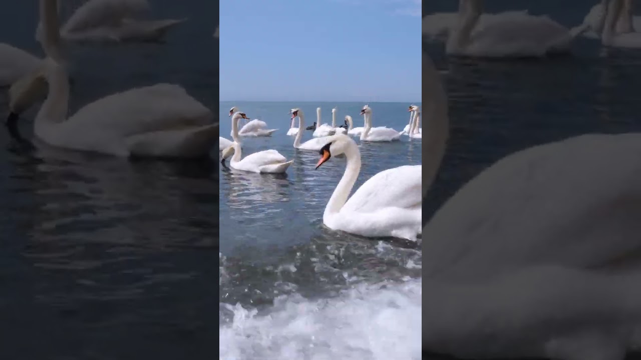 Успокаивающая музыка для сердца и сосудов ❤️ — Мелодия для расслабления и здоровья