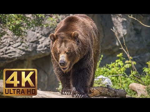 4K Urban Life