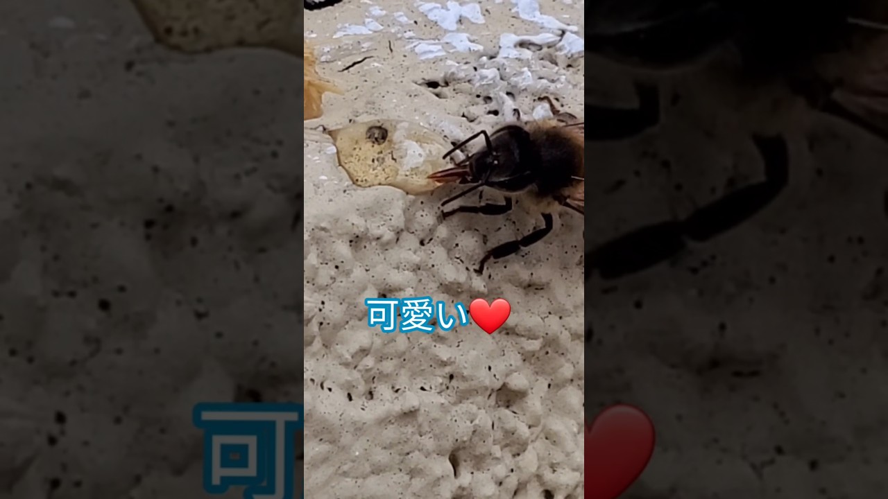 疲れたハチに蜂蜜をあげてみた 🐝